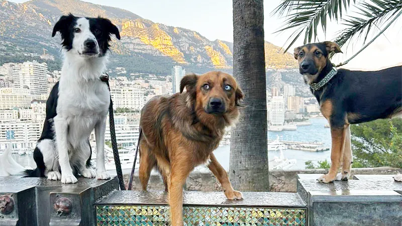 Logo aziendale Dog Walker Monaco L&A