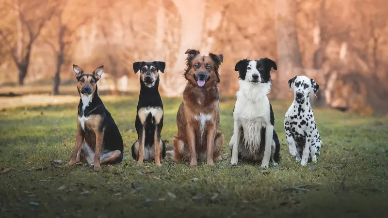 Logo de l'entreprise Dog Walker Monaco L&A